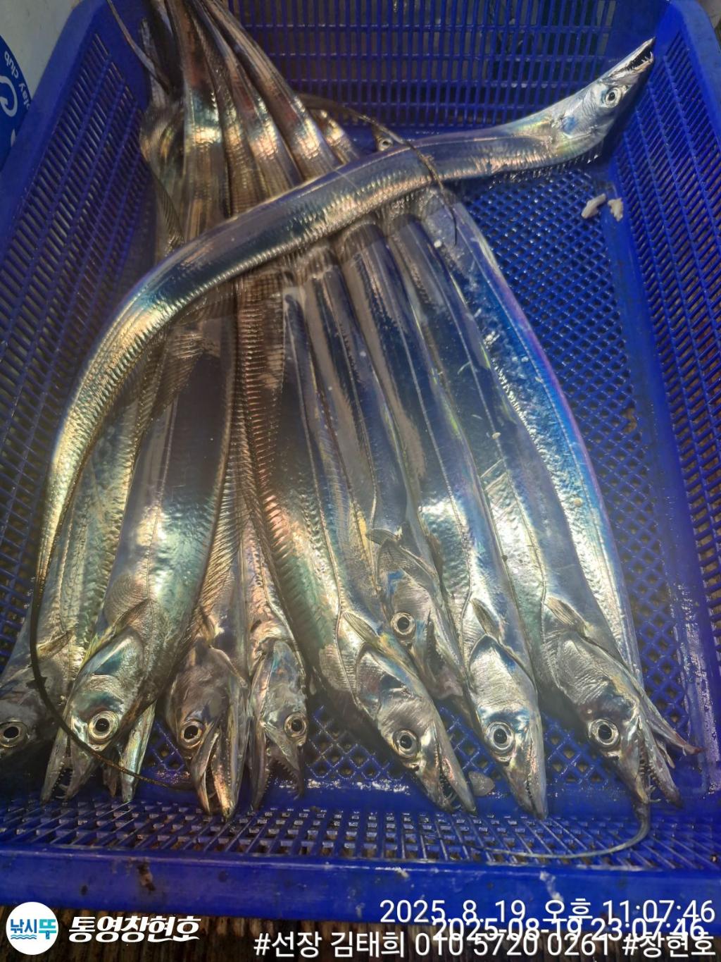 낚시뚜,갈치,통영연명항,통영창현호,낚시뚜8