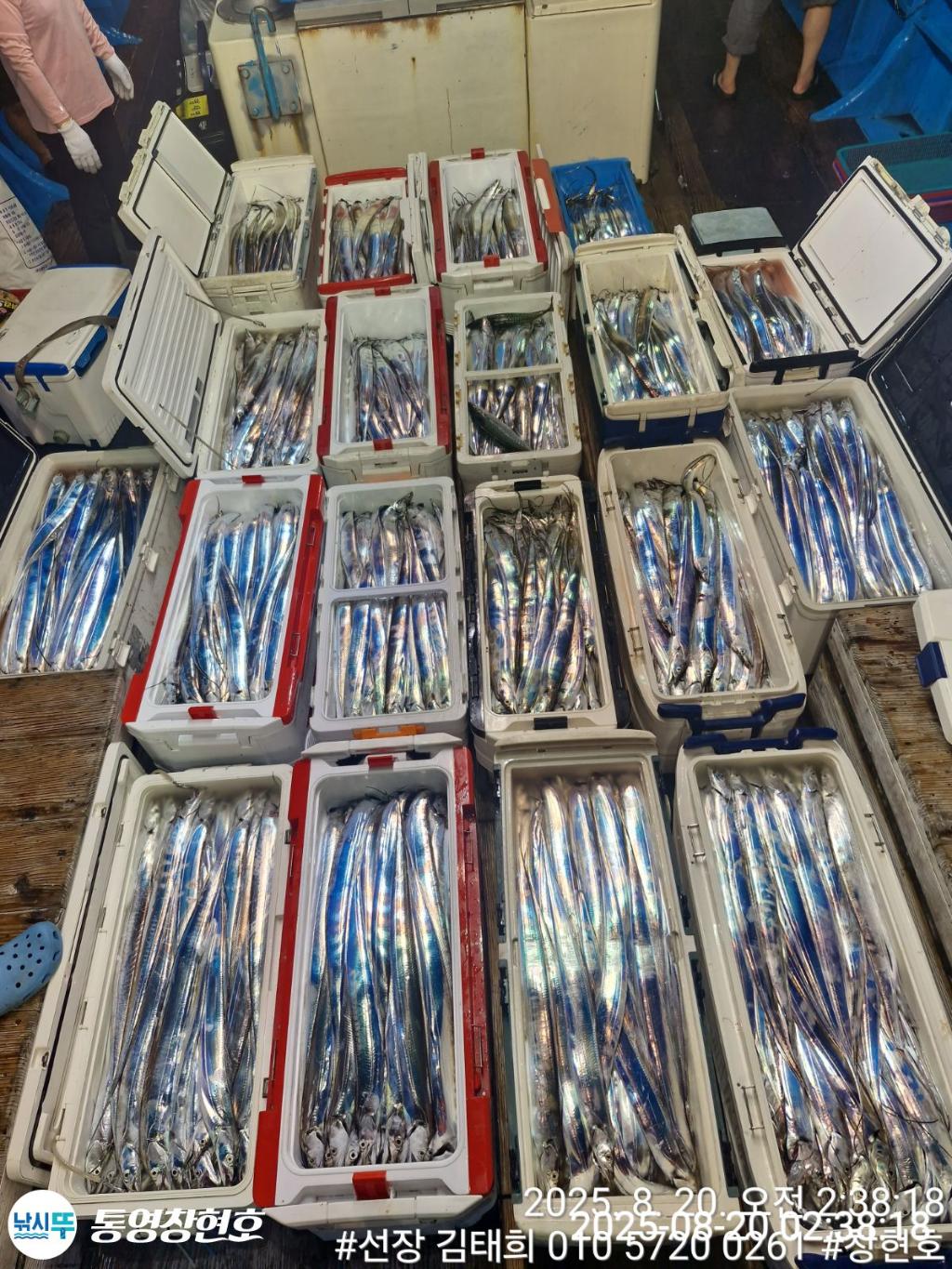 낚시뚜,갈치,통영연명항,통영창현호,낚시뚜0