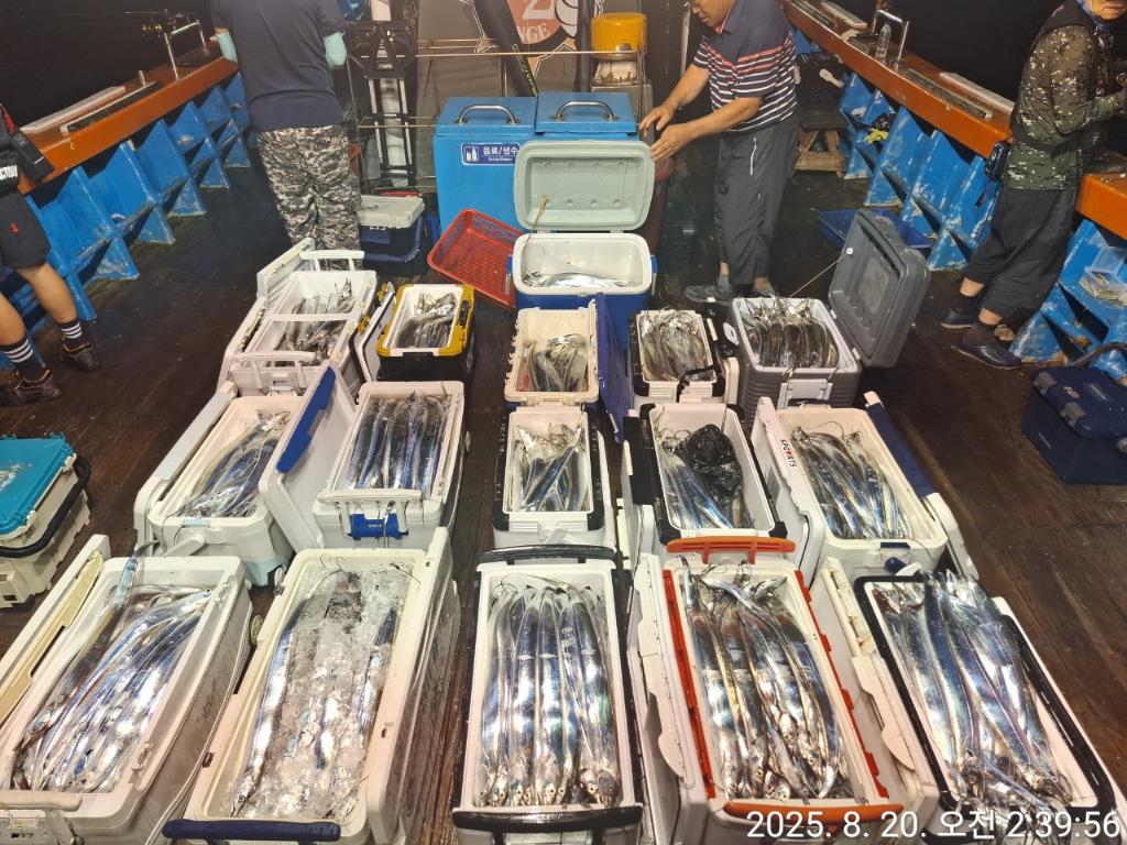 갈치, 삼포대교낚시, 낚시뚜