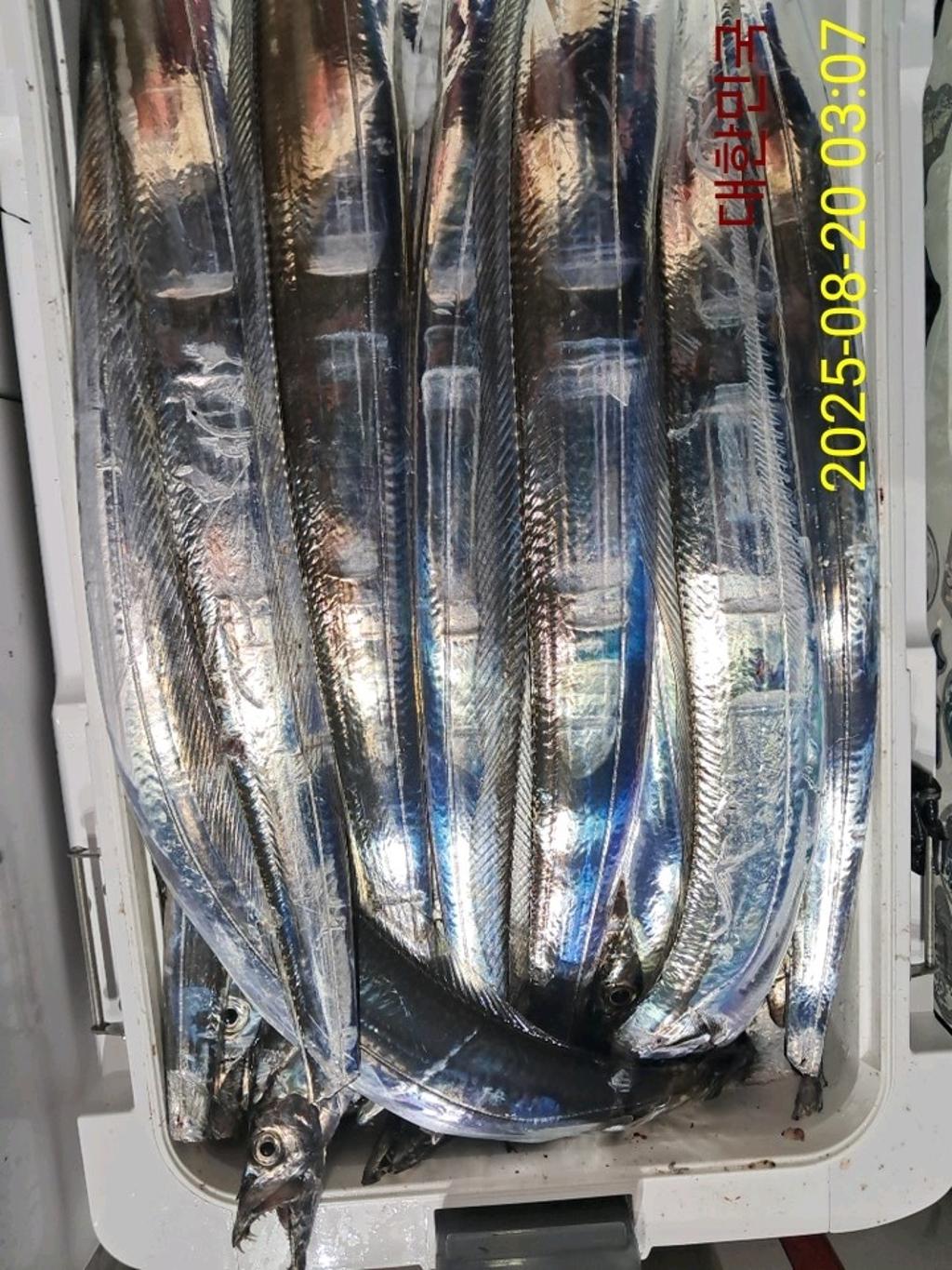 갈치, 삼포대교낚시, 낚시뚜