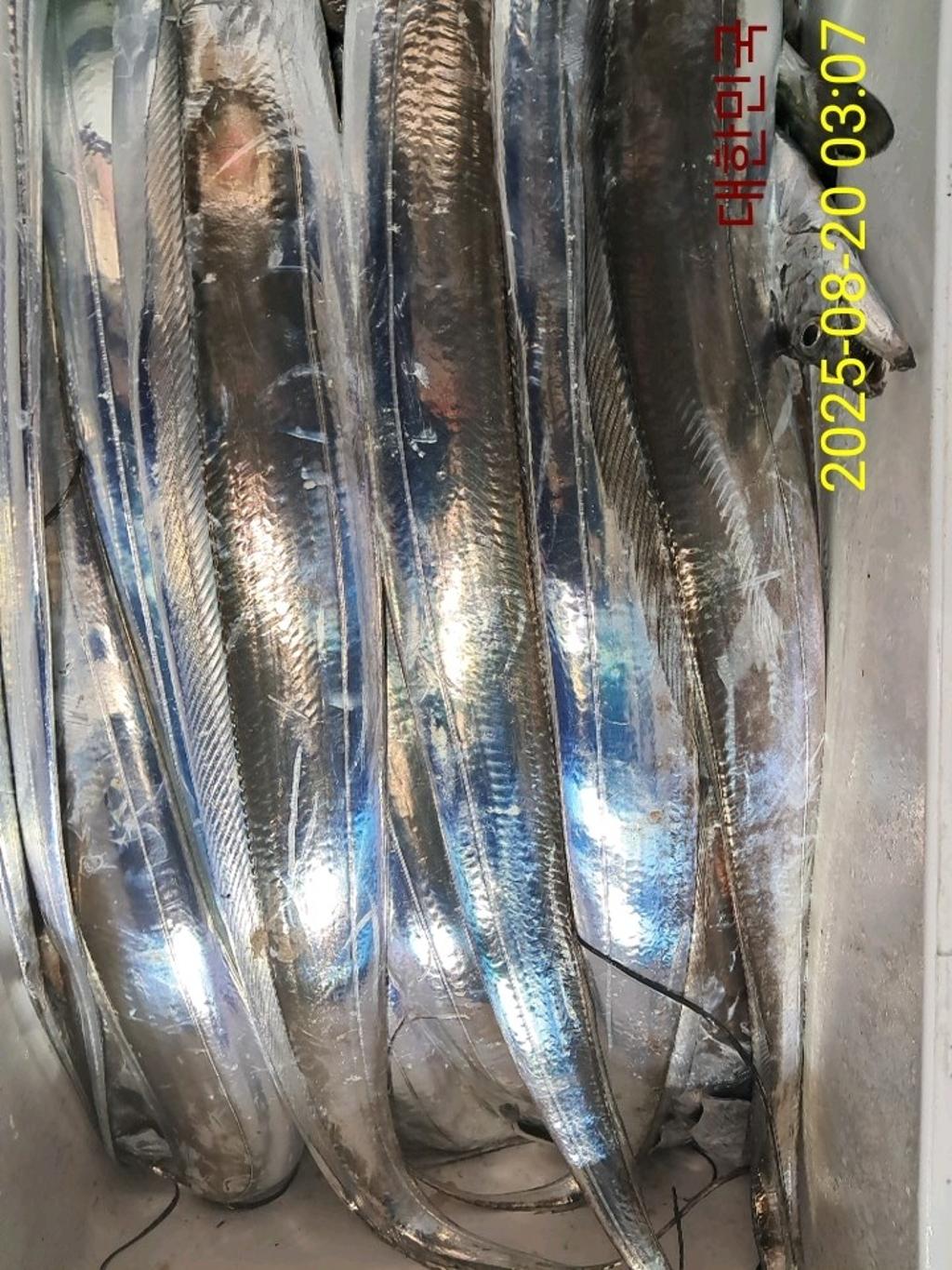 갈치, 삼포대교낚시, 낚시뚜