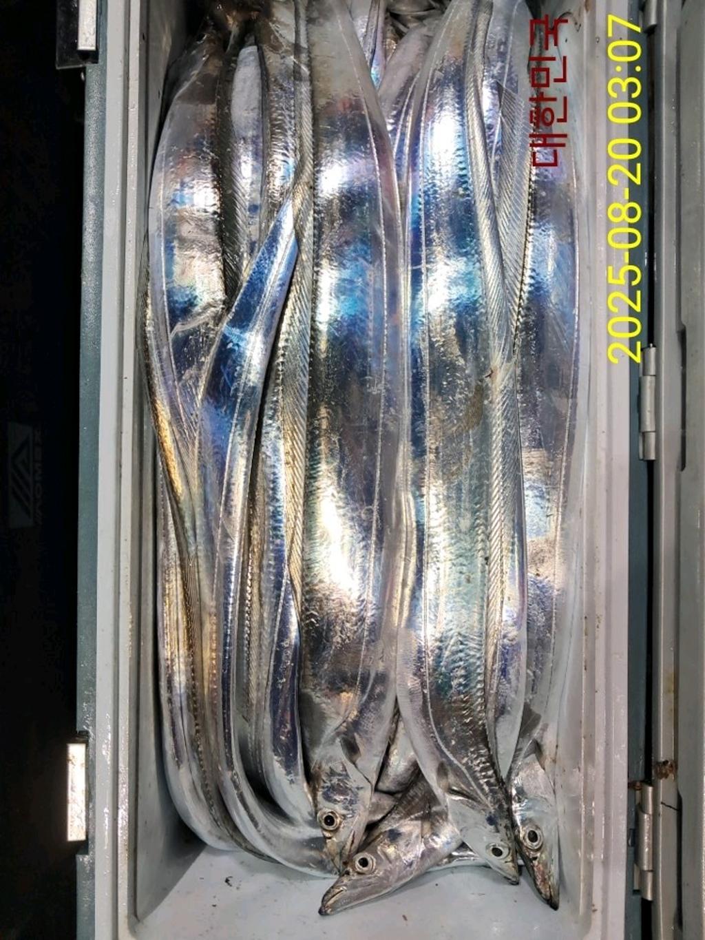 갈치, 삼포대교낚시, 낚시뚜