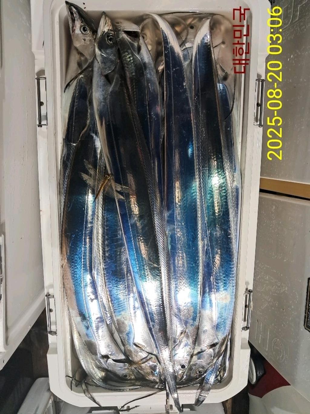 갈치, 삼포대교낚시, 낚시뚜