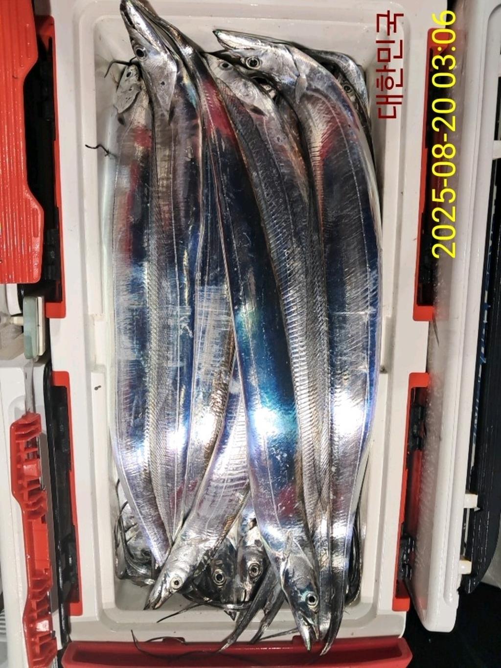 갈치, 삼포대교낚시, 낚시뚜