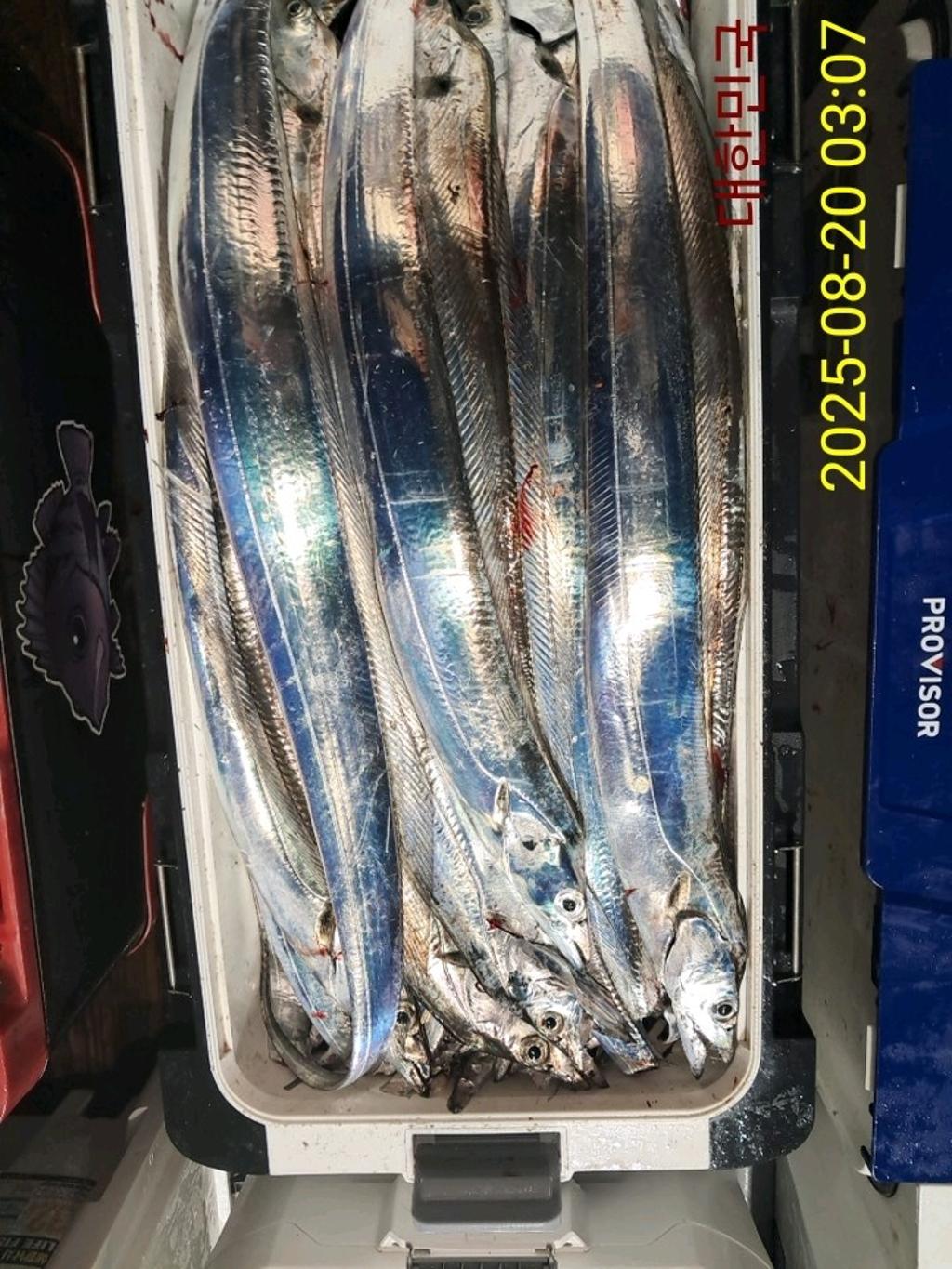 갈치, 삼포대교낚시, 낚시뚜