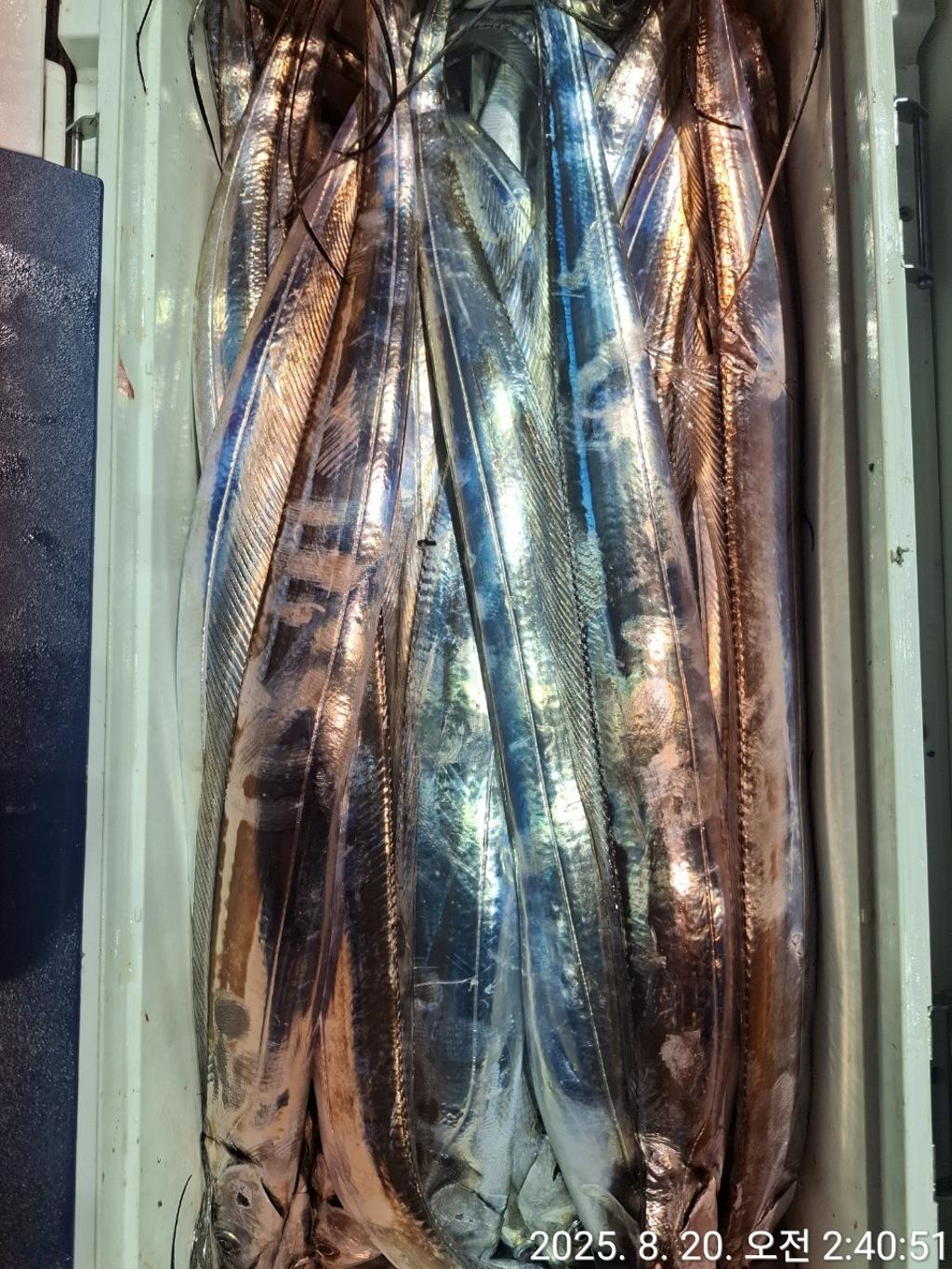 갈치, 삼포대교낚시, 낚시뚜