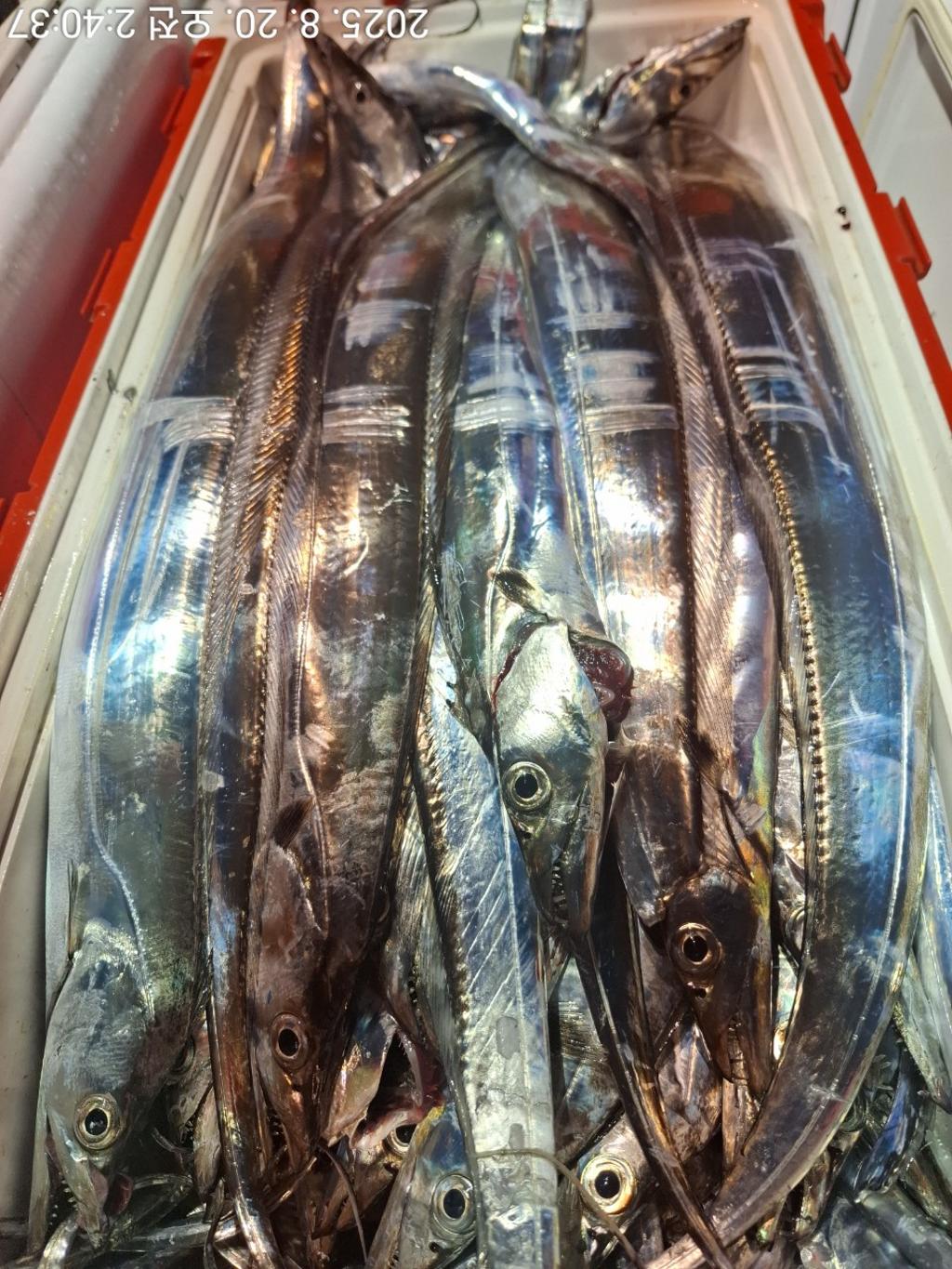 갈치, 삼포대교낚시, 낚시뚜