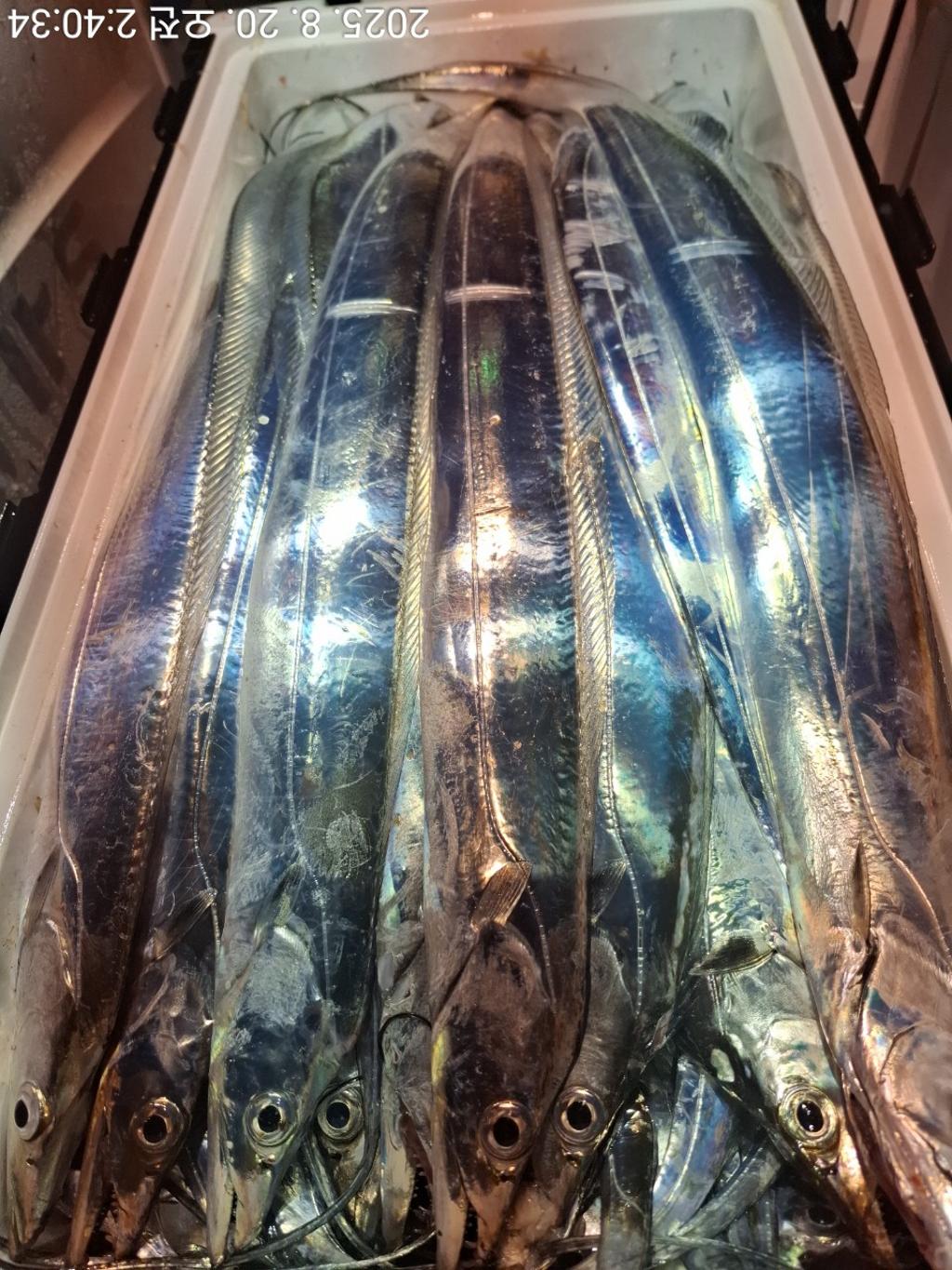 갈치, 삼포대교낚시, 낚시뚜