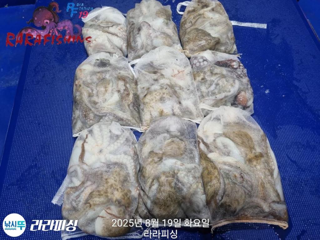 낚시뚜,돌문어,속천항(진해),라라피싱,낚시뚜25
