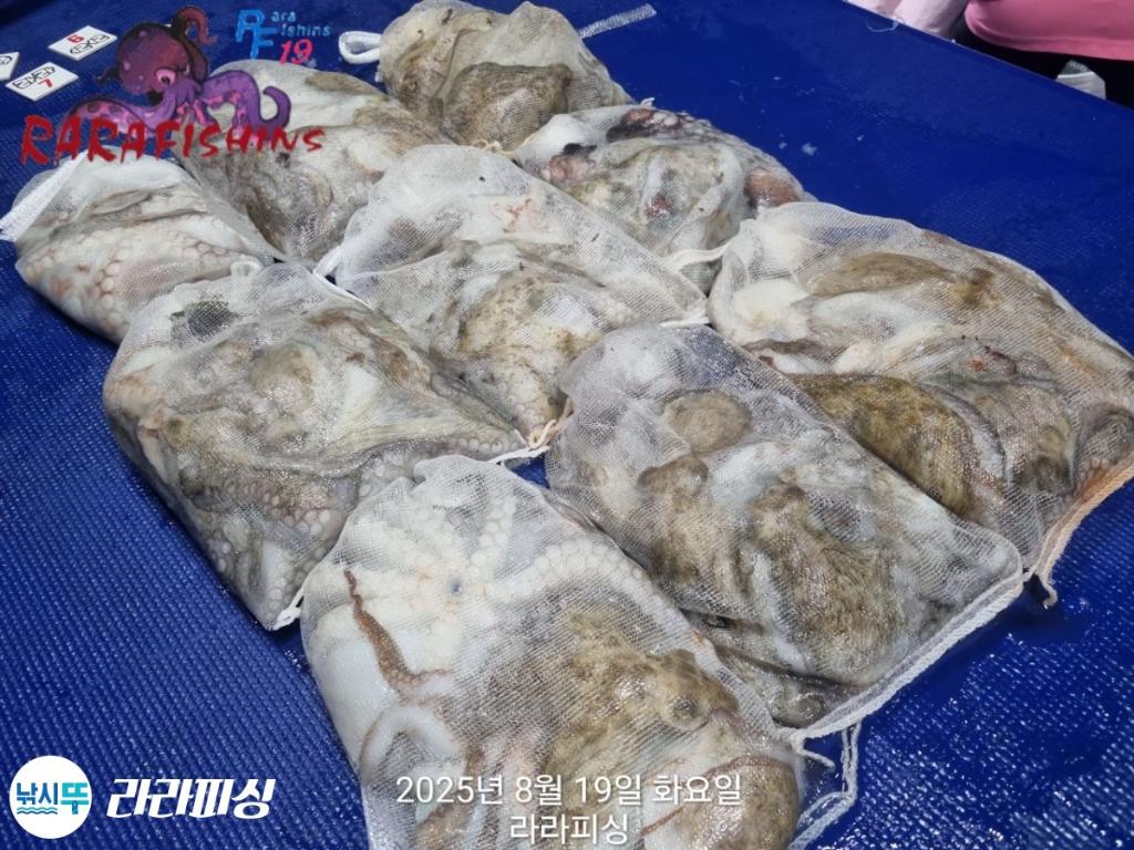 낚시뚜,돌문어,속천항(진해),라라피싱,낚시뚜23