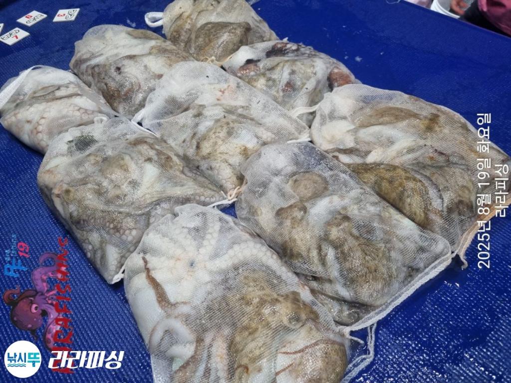 낚시뚜,돌문어,속천항(진해),라라피싱,낚시뚜22