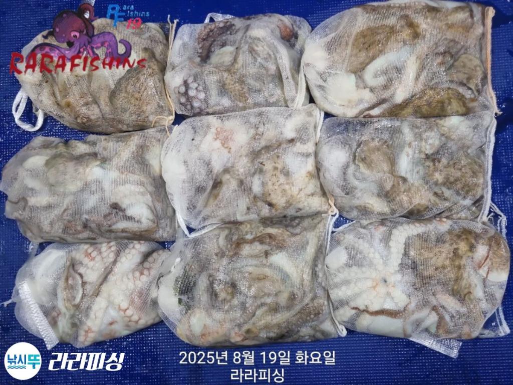 낚시뚜,돌문어,속천항(진해),라라피싱,낚시뚜21