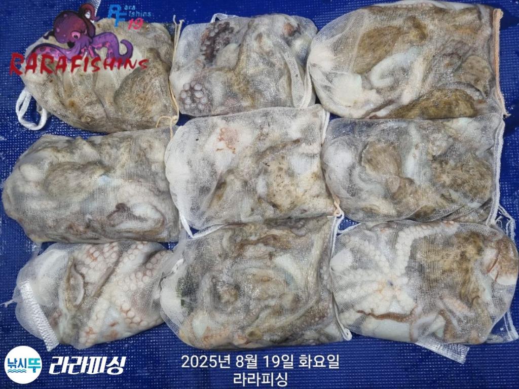 낚시뚜,돌문어,속천항(진해),라라피싱,낚시뚜20