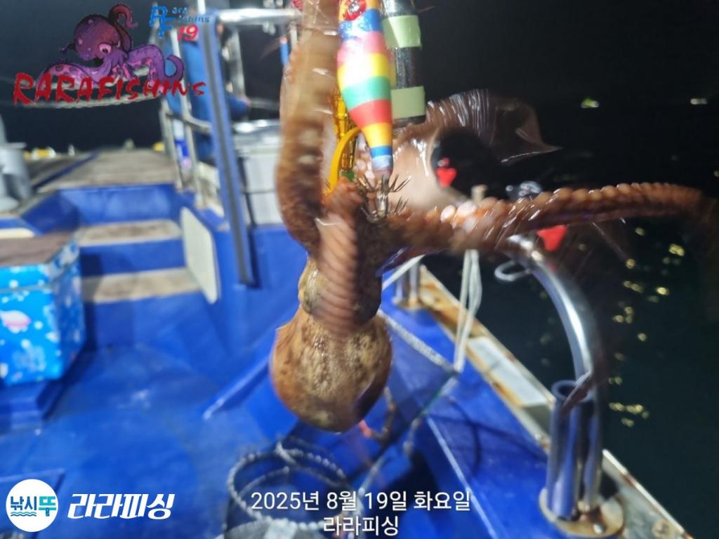 낚시뚜,돌문어,속천항(진해),라라피싱,낚시뚜18