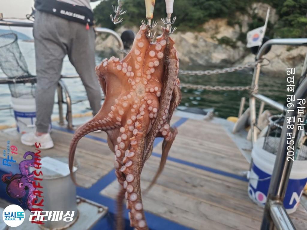 낚시뚜,돌문어,속천항(진해),라라피싱,낚시뚜17
