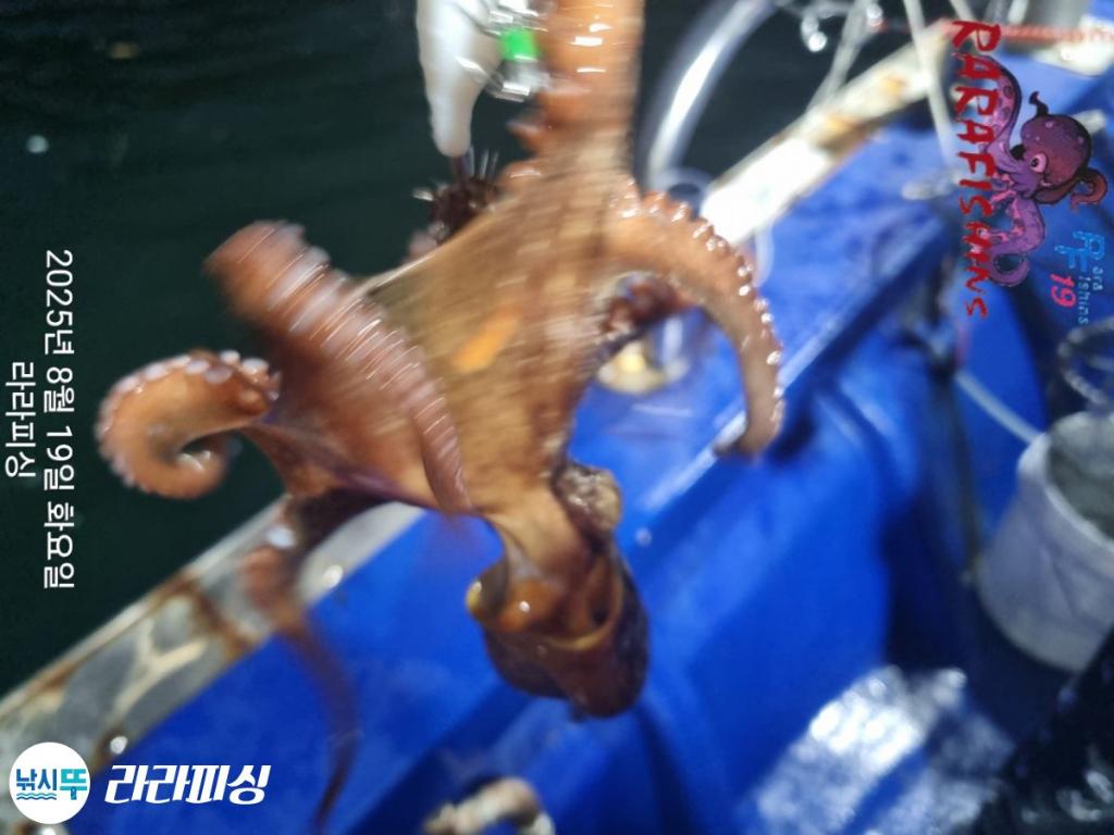 낚시뚜,돌문어,속천항(진해),라라피싱,낚시뚜16