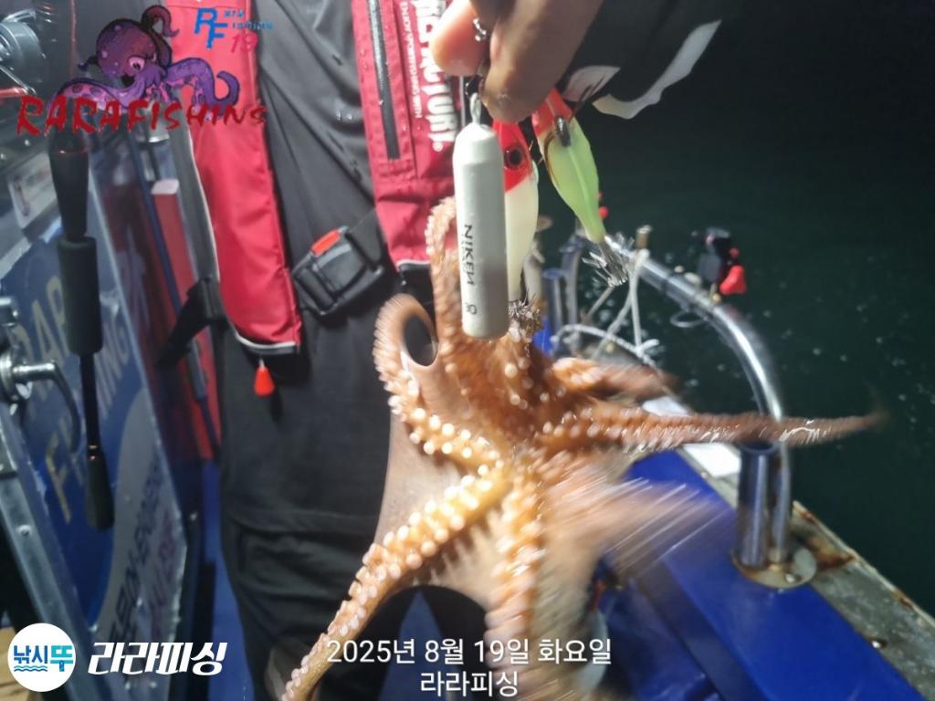낚시뚜,돌문어,속천항(진해),라라피싱,낚시뚜15