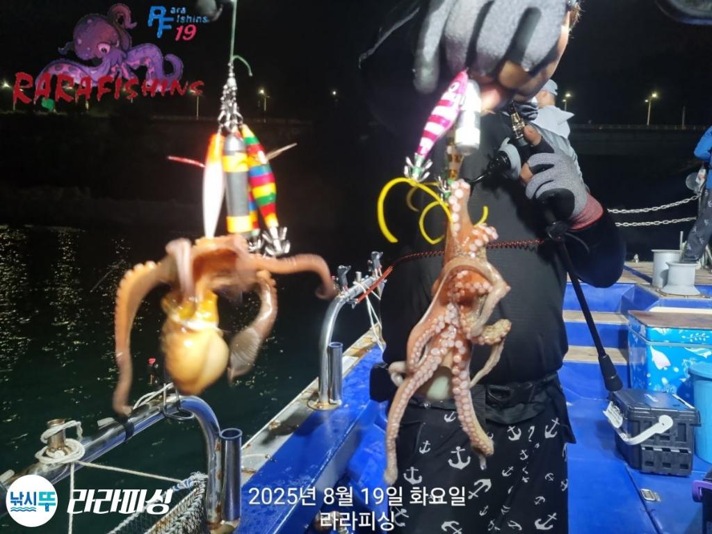 낚시뚜,돌문어,속천항(진해),라라피싱,낚시뚜14