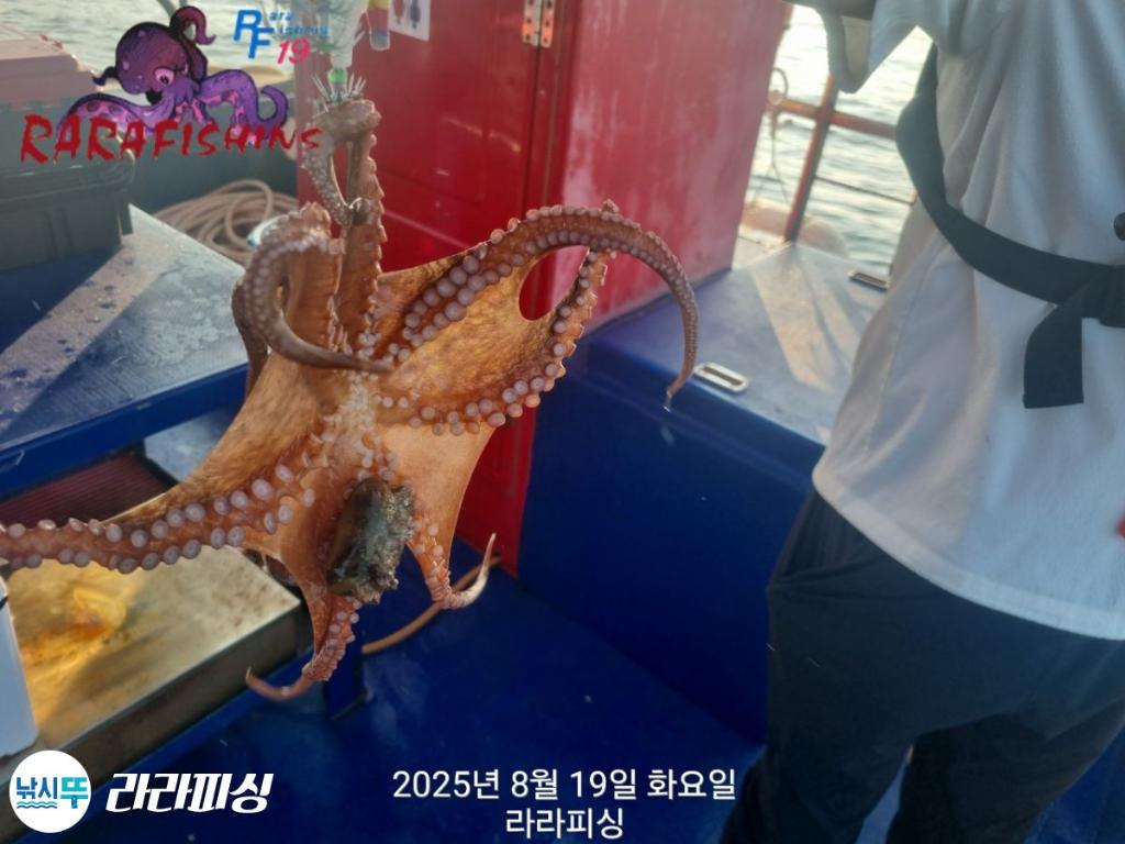 낚시뚜,돌문어,속천항(진해),라라피싱,낚시뚜13