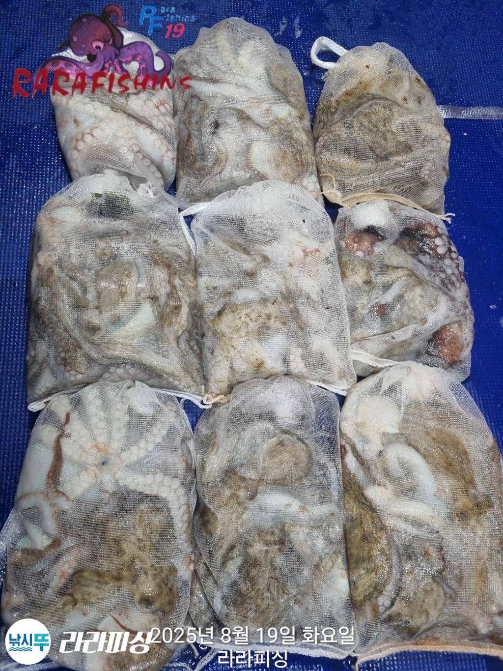 낚시뚜,돌문어,속천항(진해),라라피싱,낚시뚜1