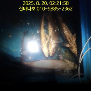 조황, 신바다호  야간조황 입니다