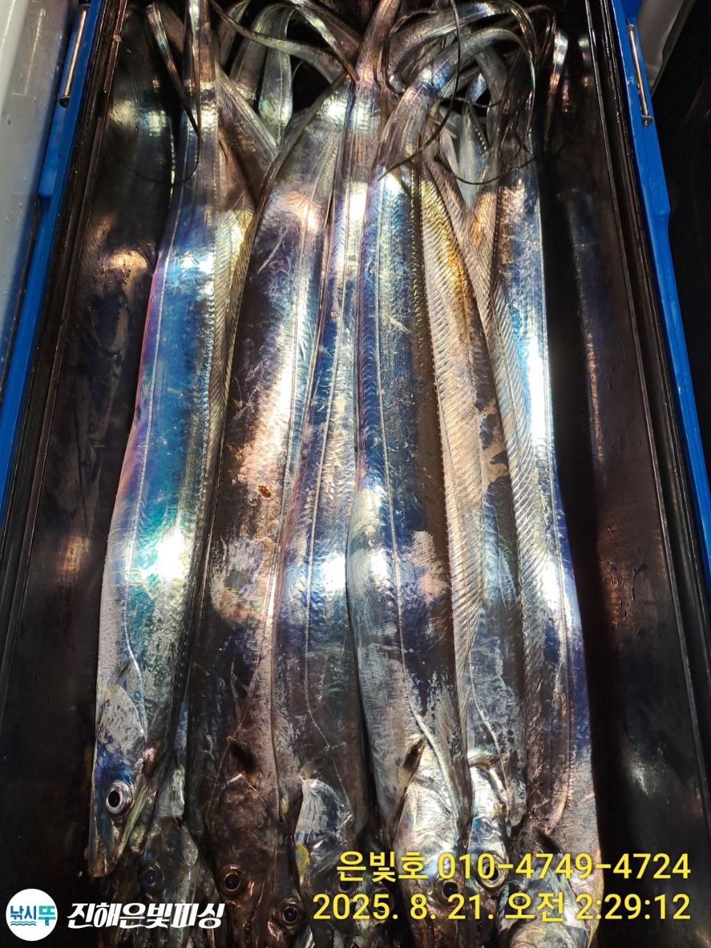 낚시뚜,갈치,진해수도항,진해은빛피싱,낚시뚜12