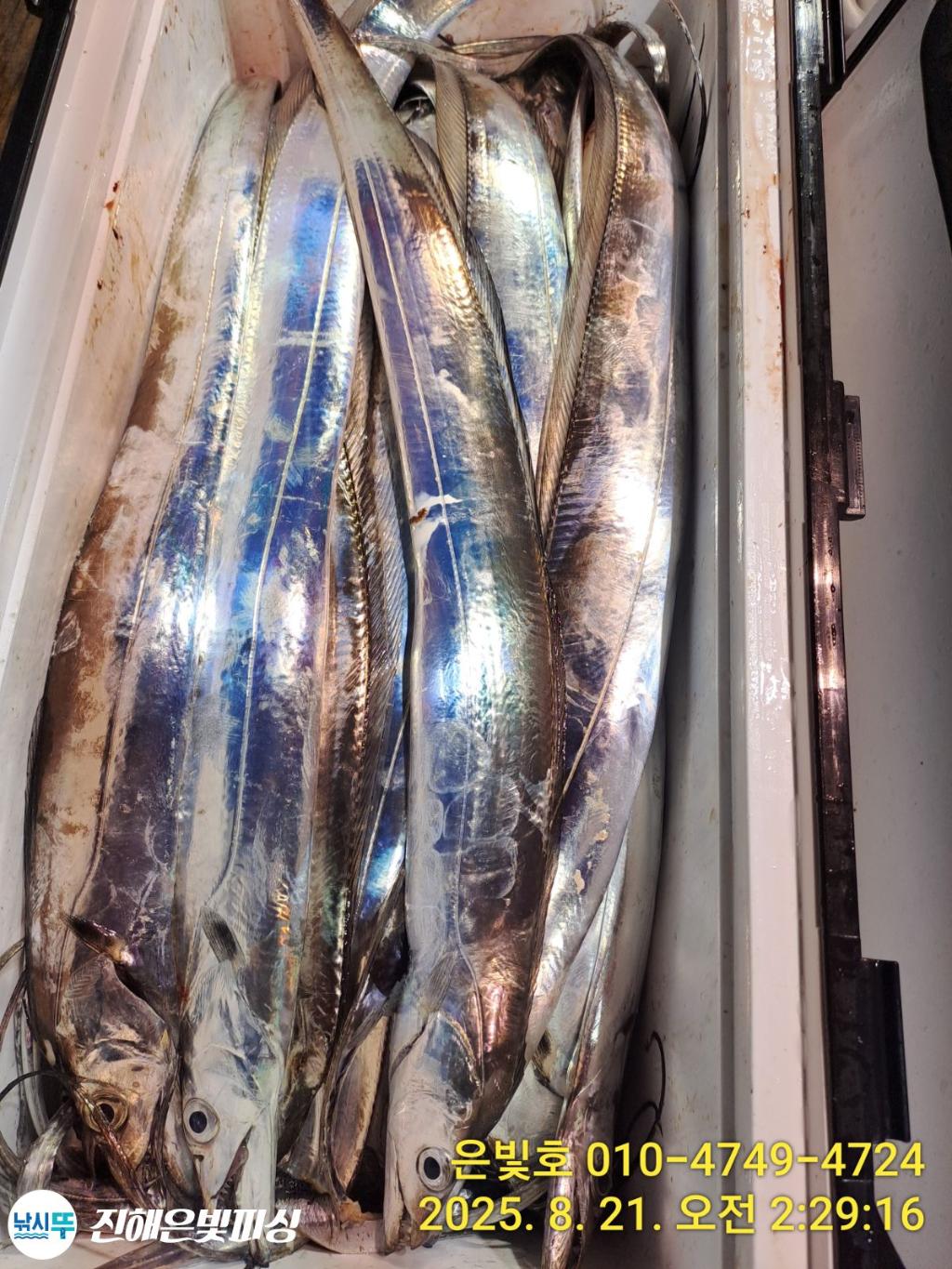 낚시뚜,갈치,진해수도항,진해은빛피싱,낚시뚜11
