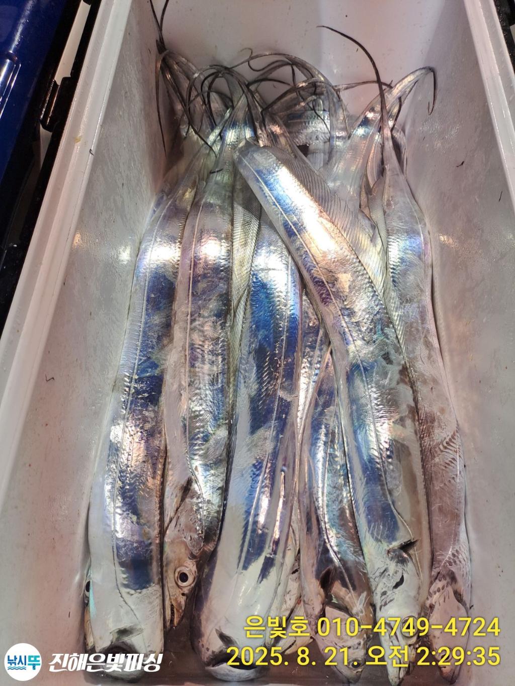 낚시뚜,갈치,진해수도항,진해은빛피싱,낚시뚜8