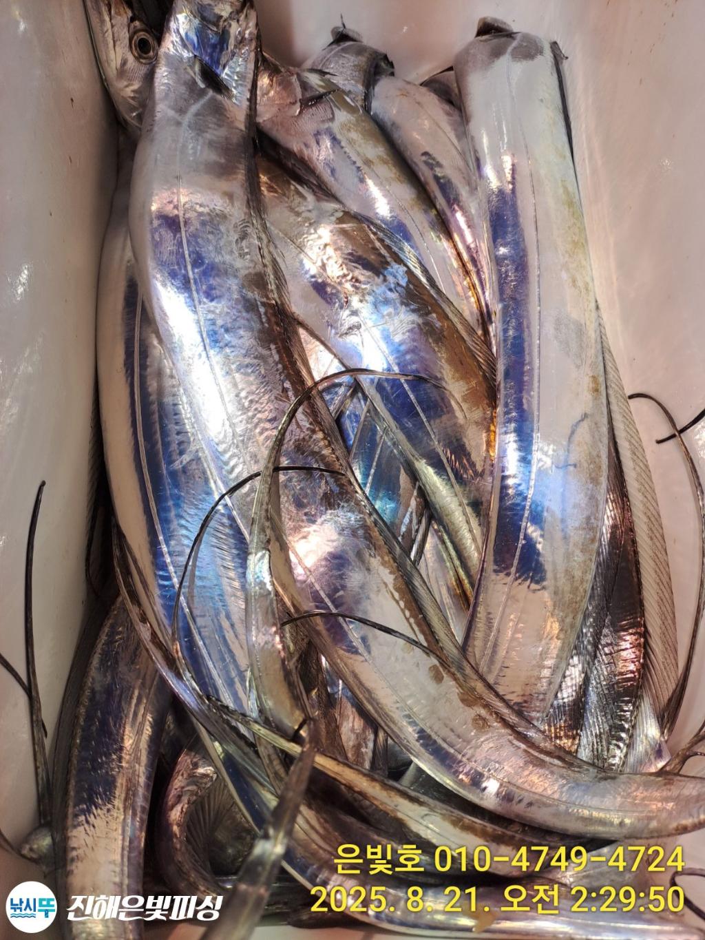 낚시뚜,갈치,진해수도항,진해은빛피싱,낚시뚜7