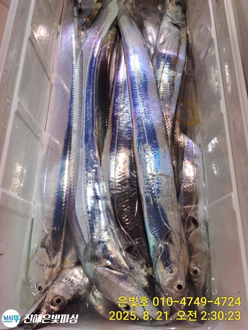 낚시뚜,갈치,진해수도항,진해은빛피싱,낚시뚜2