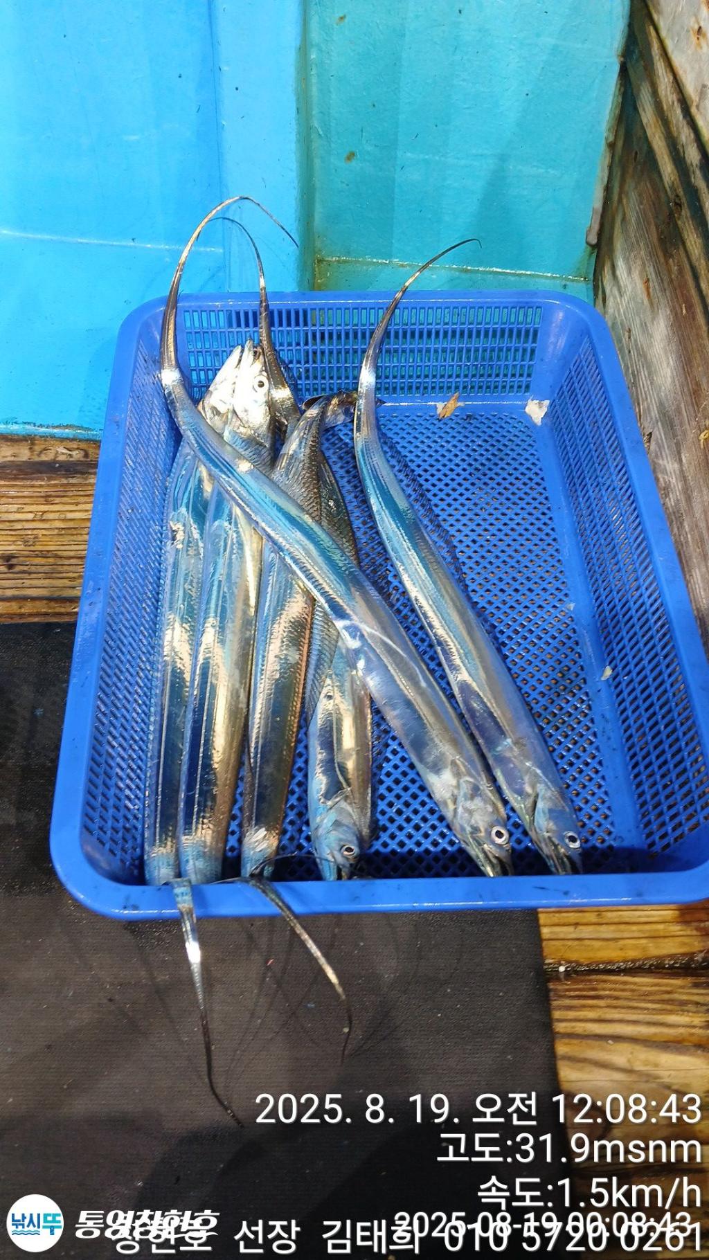 낚시뚜,갈치,통영연명항,통영창현호,낚시뚜14