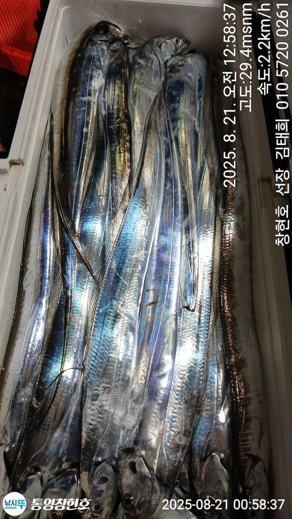 낚시뚜,갈치,통영연명항,통영창현호,낚시뚜7