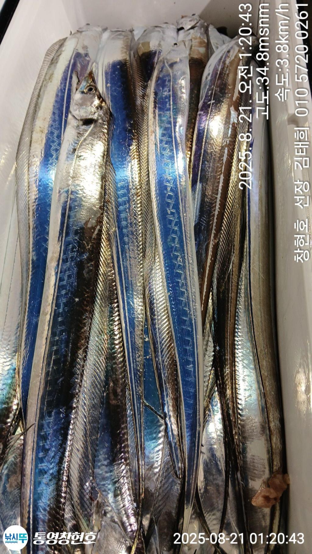 낚시뚜,갈치,통영연명항,통영창현호,낚시뚜5