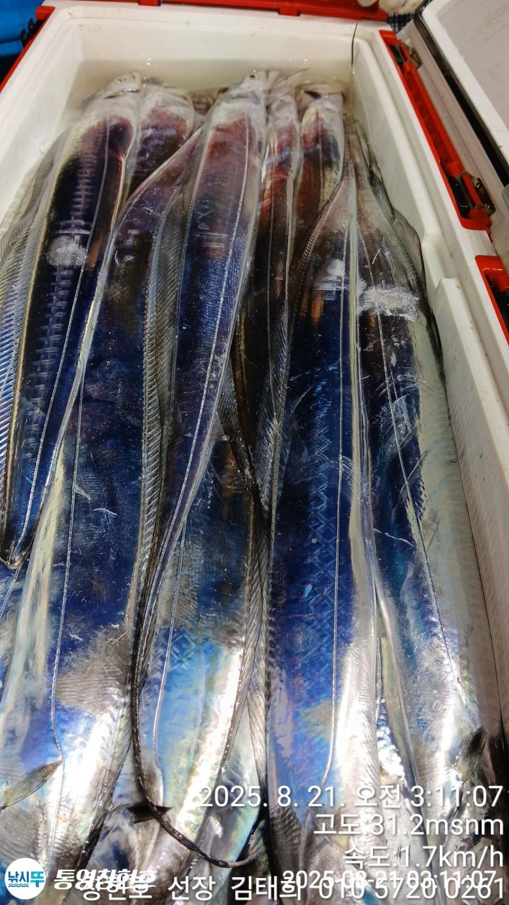 낚시뚜,갈치,통영연명항,통영창현호,낚시뚜4