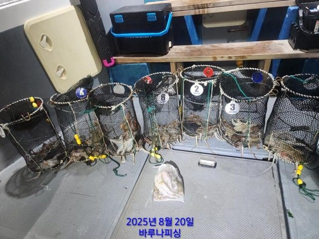 낚시뚜,돌문어,속천항(진해),바루나피싱,낚시뚜12
