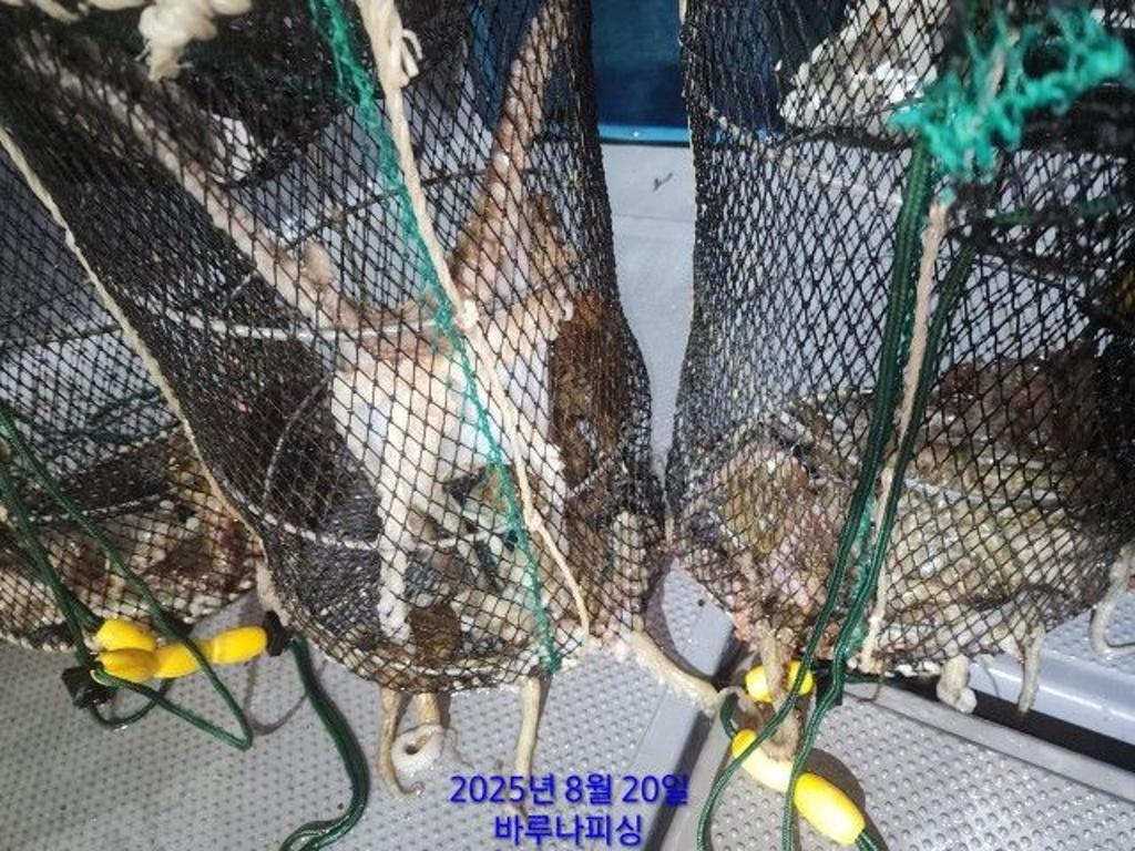 낚시뚜,돌문어,속천항(진해),바루나피싱,낚시뚜11