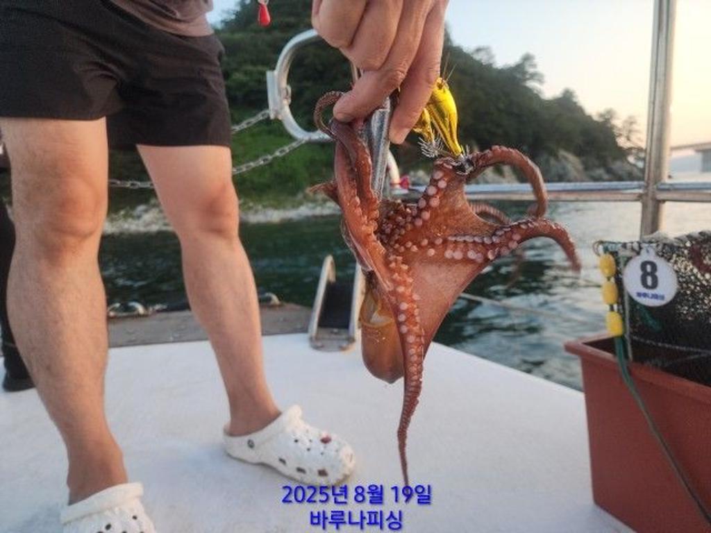 낚시뚜,돌문어,속천항(진해),바루나피싱,낚시뚜4