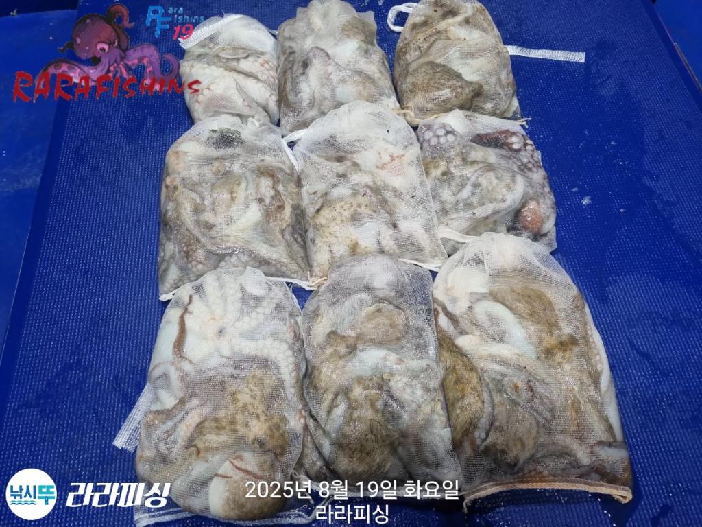 낚시뚜,돌문어,속천항(진해),라라피싱,낚시뚜30