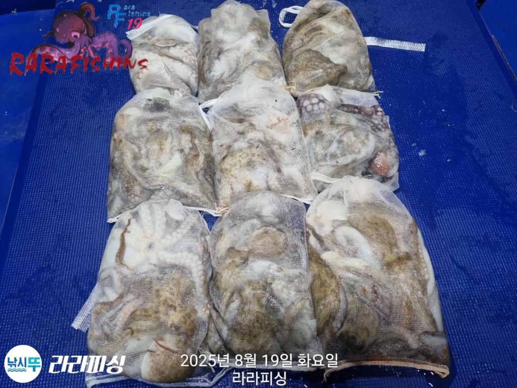 낚시뚜,돌문어,속천항(진해),라라피싱,낚시뚜29