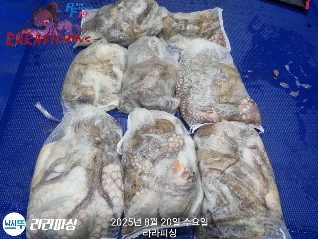낚시뚜,돌문어,속천항(진해),라라피싱,낚시뚜25