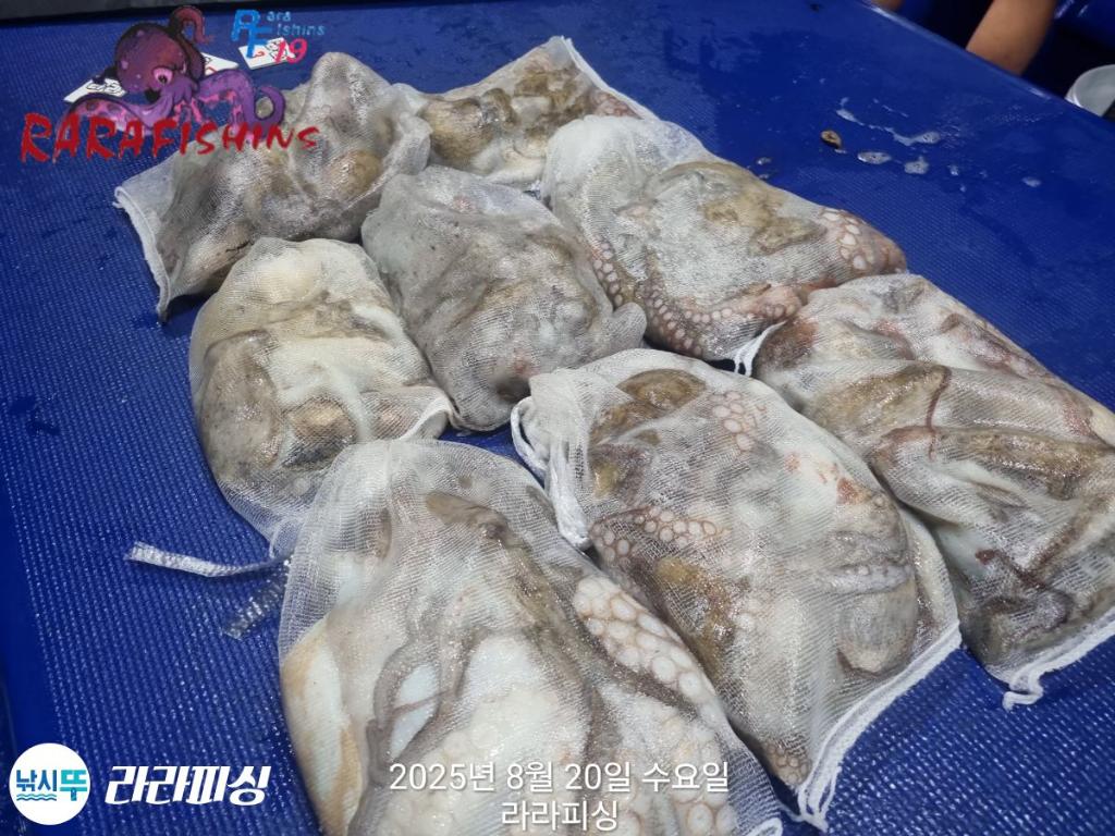 낚시뚜,돌문어,속천항(진해),라라피싱,낚시뚜24