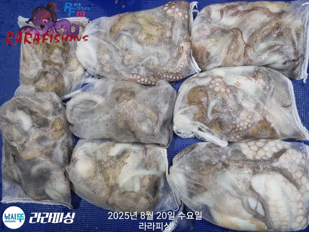 낚시뚜,돌문어,속천항(진해),라라피싱,낚시뚜21