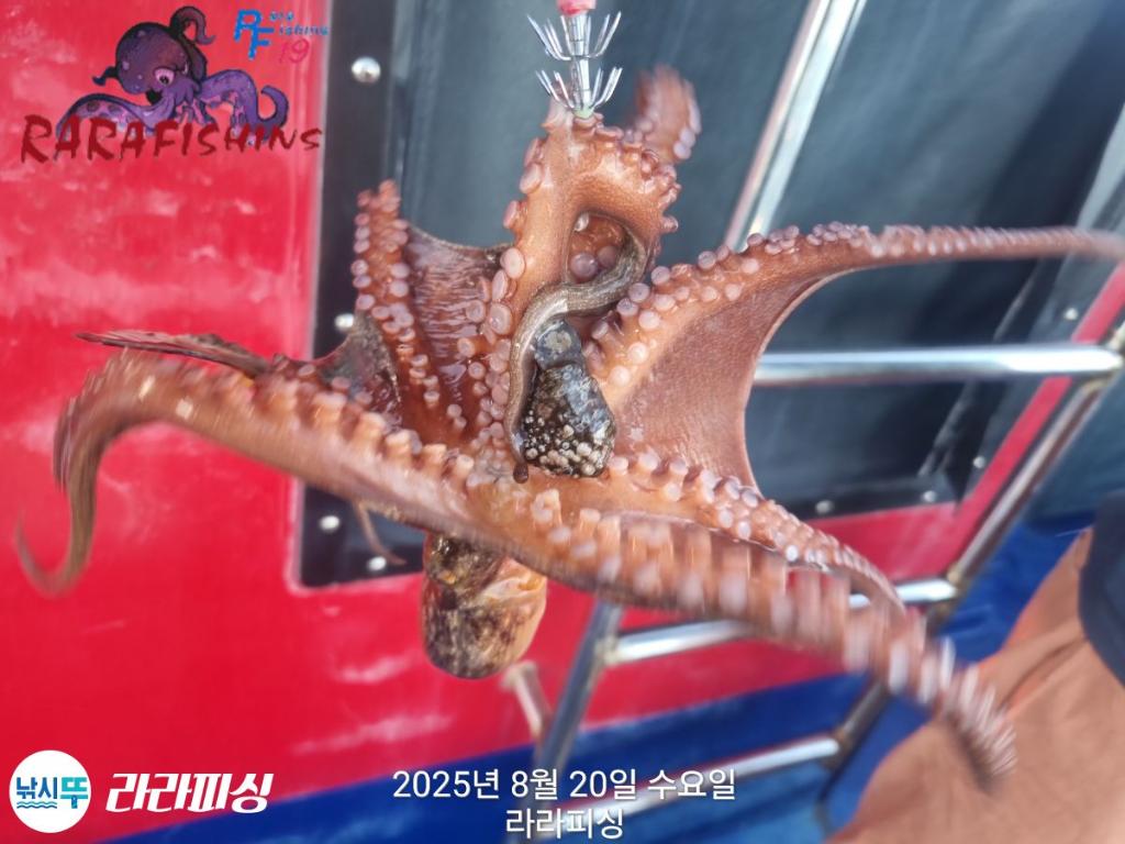 낚시뚜,돌문어,속천항(진해),라라피싱,낚시뚜20