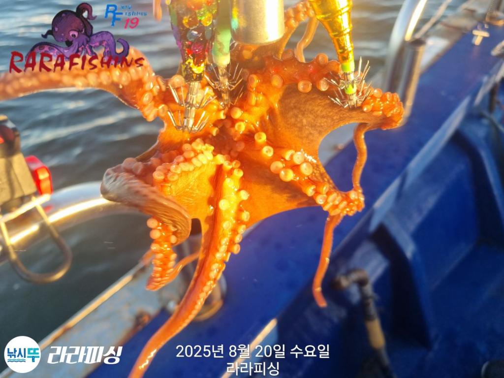 낚시뚜,돌문어,속천항(진해),라라피싱,낚시뚜17