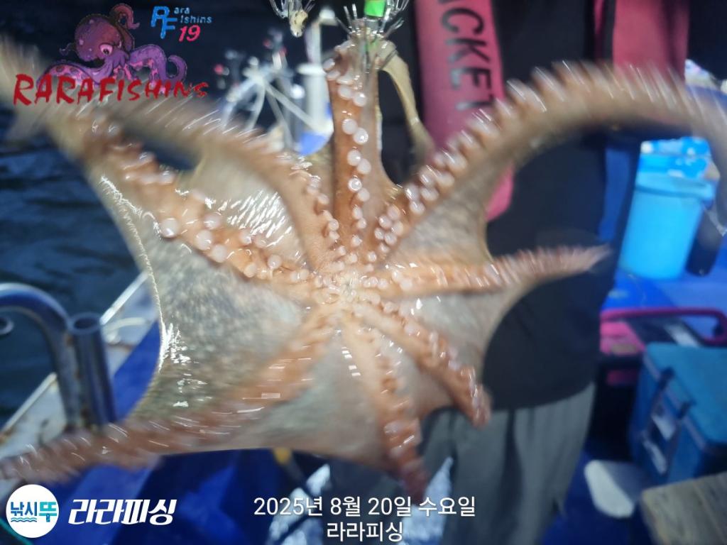 낚시뚜,돌문어,속천항(진해),라라피싱,낚시뚜16