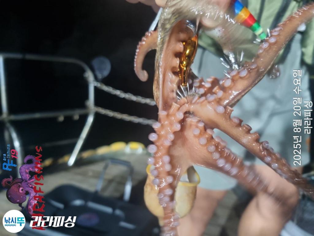 낚시뚜,돌문어,속천항(진해),라라피싱,낚시뚜14