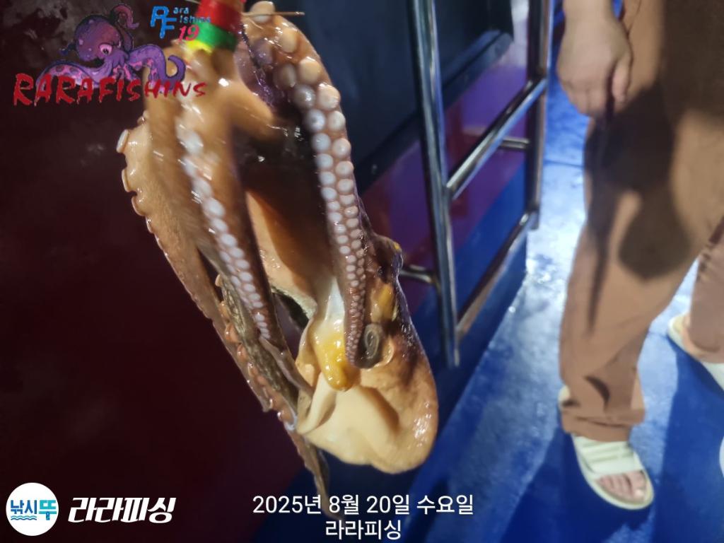 낚시뚜,돌문어,속천항(진해),라라피싱,낚시뚜13