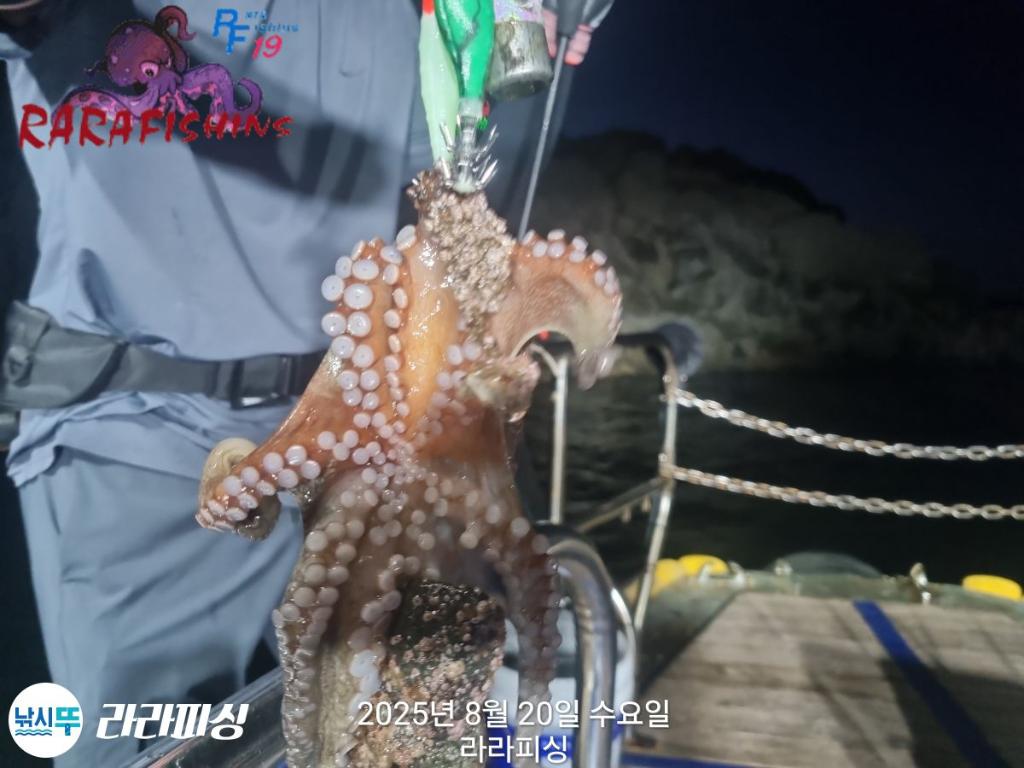 낚시뚜,돌문어,속천항(진해),라라피싱,낚시뚜12