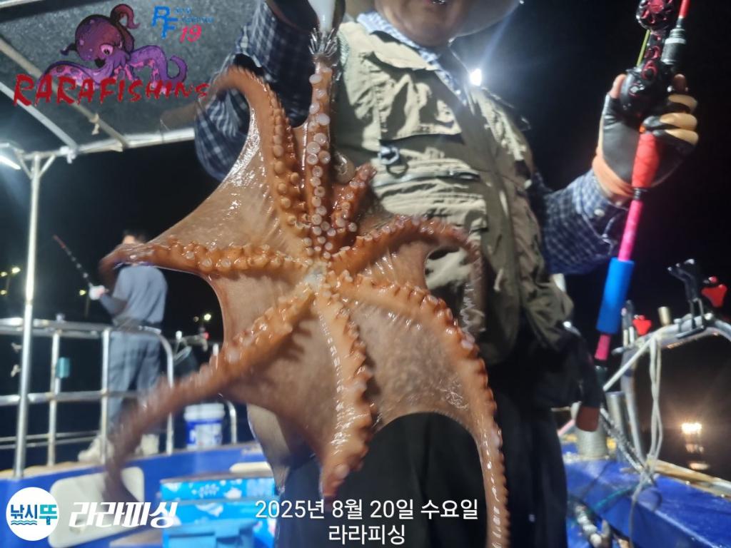 낚시뚜,돌문어,속천항(진해),라라피싱,낚시뚜4