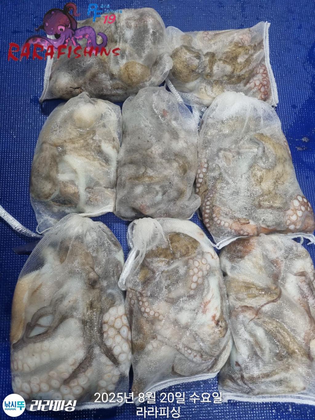 낚시뚜,돌문어,속천항(진해),라라피싱,낚시뚜1